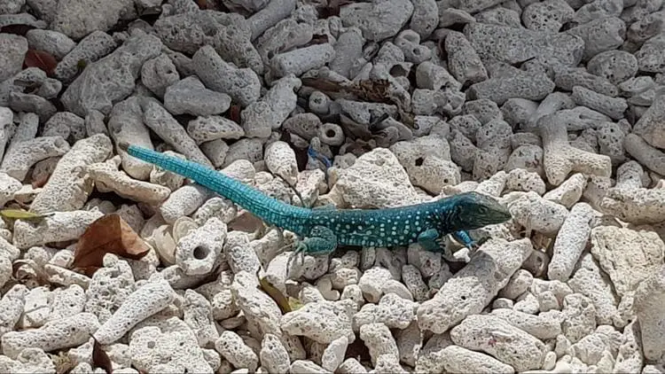 blue lizard at renaissance island
