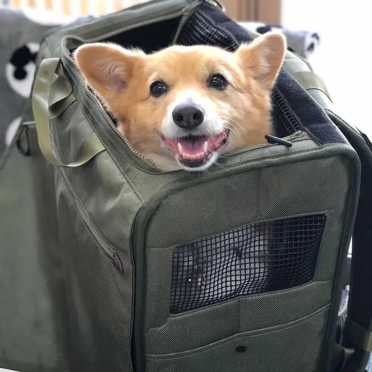 dog traveling in a soft bag