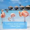 flamingo beach aruba guide
