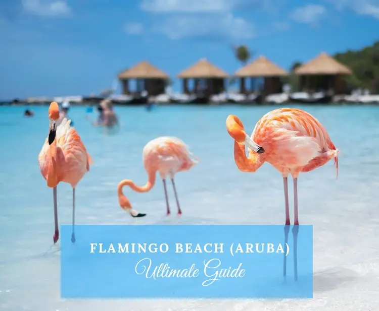 flamingo beach aruba guide