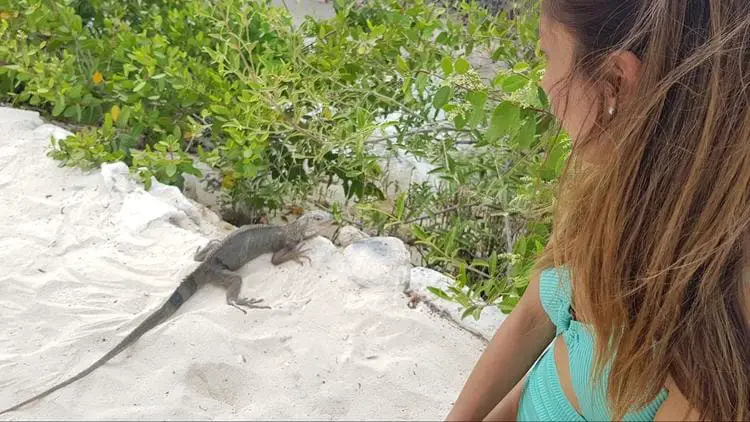 iguana at renaissance island