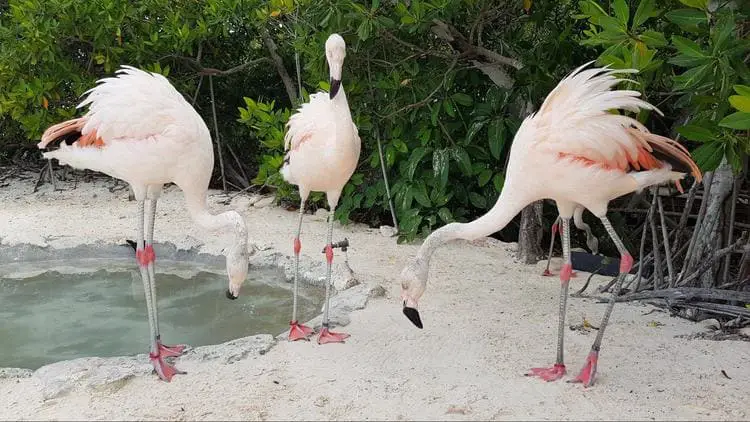 no very pink flamingos on renaissance island