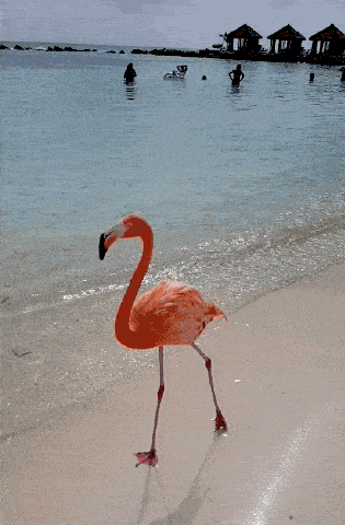 passing flamingo aruba