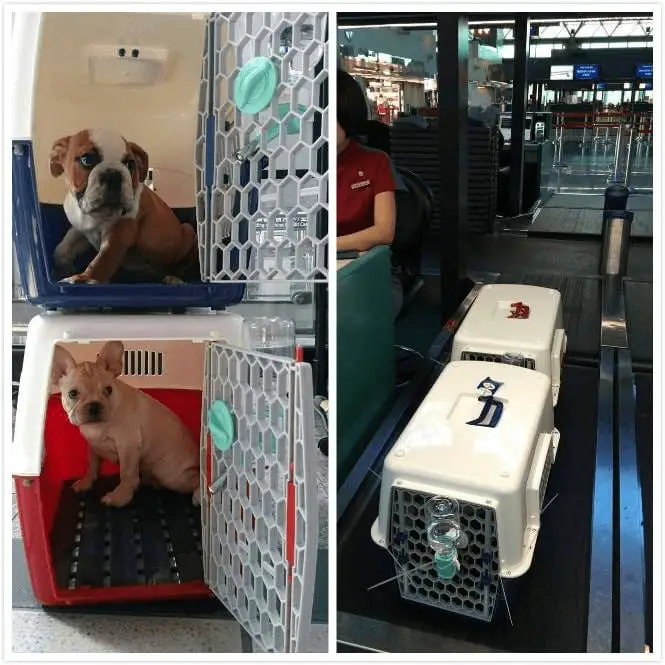 checking pet weight at airport