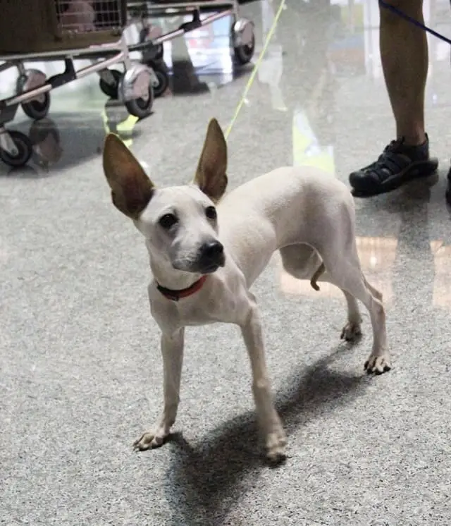 dog walking at the airport