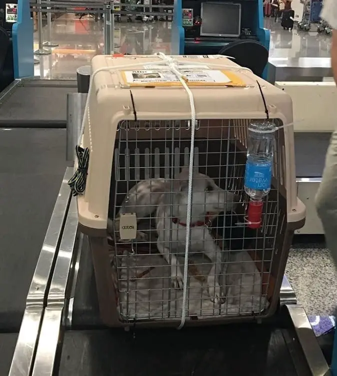 dog crates for flying