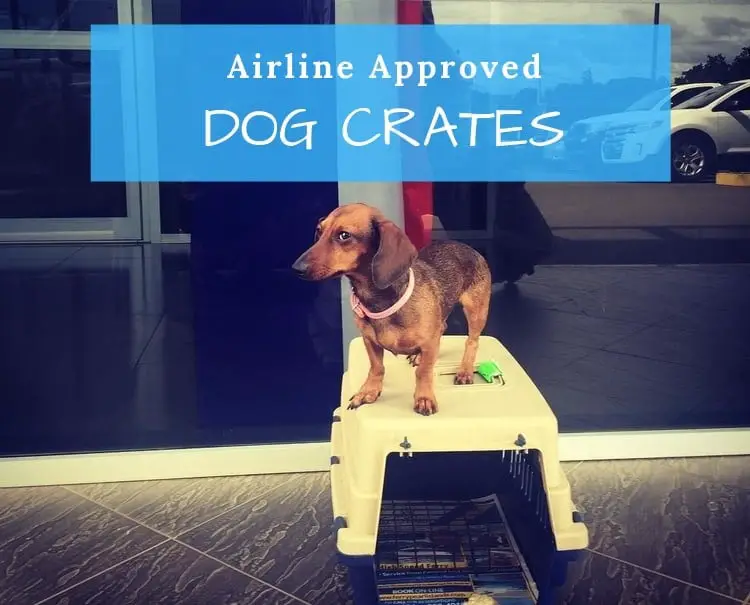 airline approved dog crates