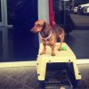 dog on a dog crate