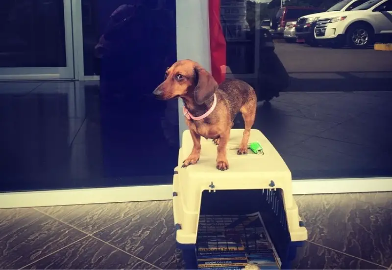 dog on a dog crate