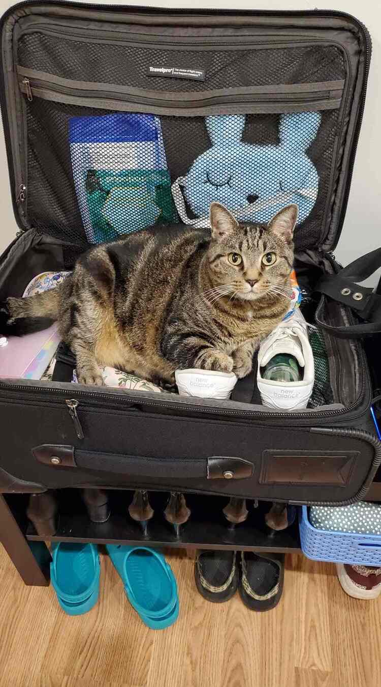 cat on carry-on luggage