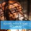 dog flying cargo