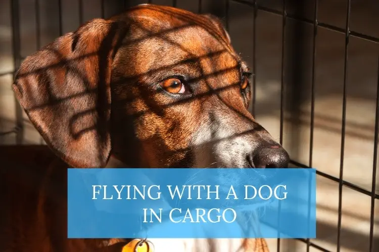 dog flying cargo