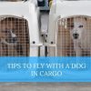 fly with dog in cargo
