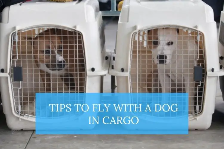 fly with dog in cargo