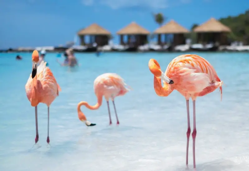 flamingo beach aruba guide
