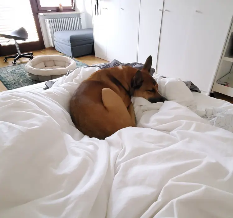 dog on bed