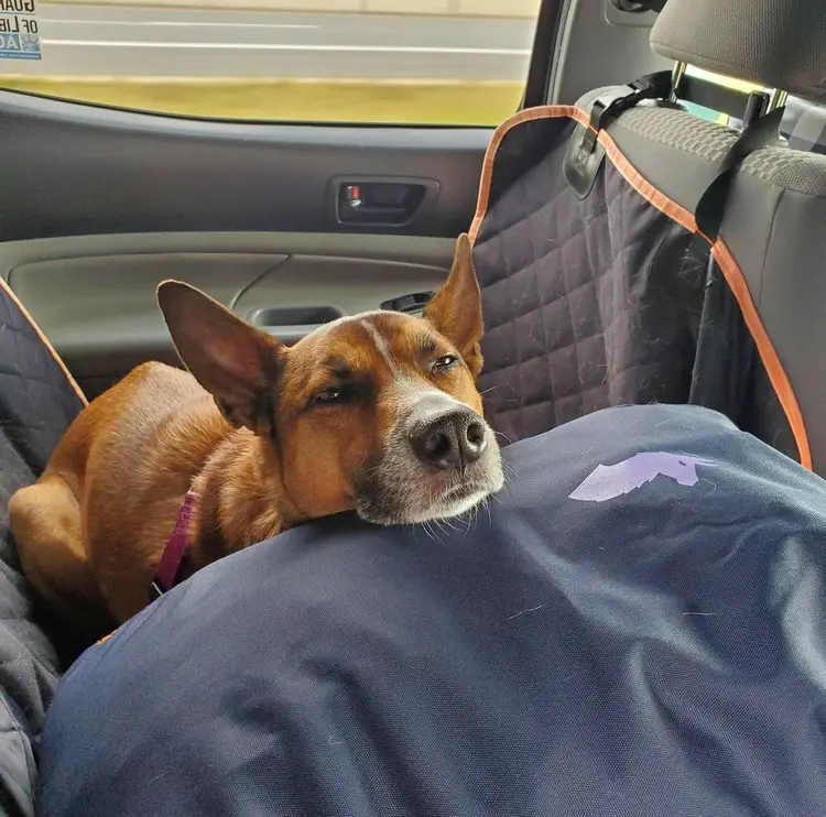 dog sleeping on bagpack